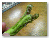 ちょっと、小振りのもの