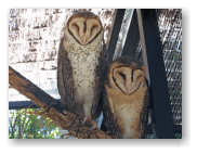 フクロウの夫婦?親子?