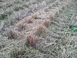 稲を刈った後の稲株