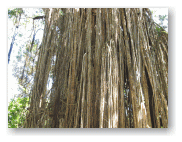 これが、カーテン・フィグ・ツリーです。名前の通り垂れた根がカーテンみたい。
