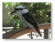 クカバラですよね。この鳥?
