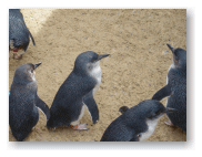 園内の通路にペンギンが・・・