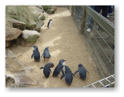 ペンギンの行進