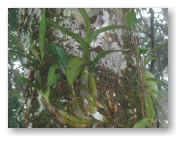 大きな木に違う植物が生えている?