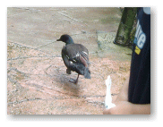 YOUくんの足下に鳥が歩いている。