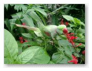 花を食べているのかな?