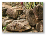 石の上にクロコダイルの赤ちゃん。
