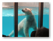 シロクマだ。大きい!!