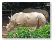 サイがいる。絶滅寸前らしいです。