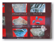 発掘出来る化石の写真