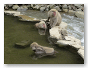 猿専用の露天風呂があります。