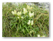 高山植物の花が咲いている。