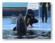 イルカと握手
